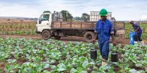 Diversifikasi di Sektor Ekonomi dan Pertanian Angola