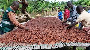 Inovasi Ivory Coast di Industri Coklat Pendorong Ekonomi Afrika