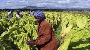 Langkah Strategis Dari Pertanian di Zimbabwe