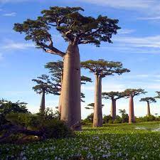 Pemulihan Hutan Madagaskar dan Ekonomi Afrika