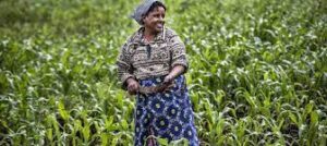 Tantangan Pertanian di Lesotho Melalui Teknologi Modern